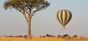 Terminal Tours Kenya | Nairobi, Kenya | Wildlife & Safari Tours