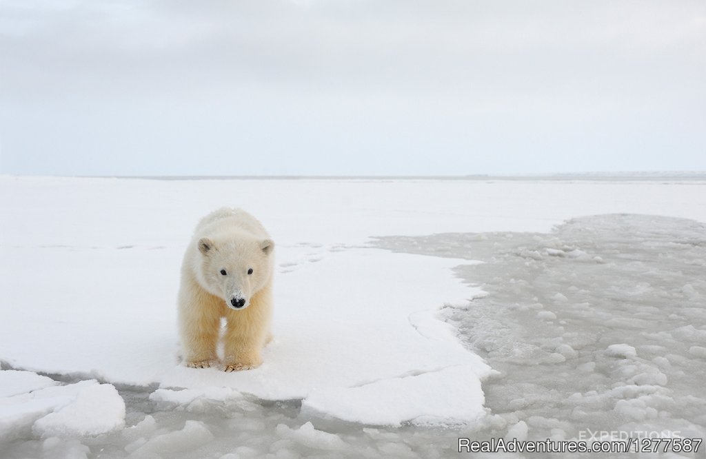 Alaska Polar Bear Photo Tour | Expeditions Alaska - Sea Kayaking & Backpacking | Image #3/9 | 