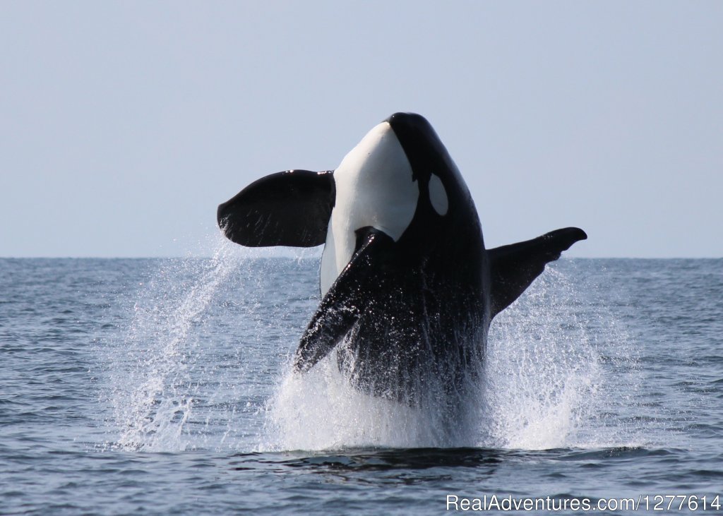 Breaching Orca | Wild Whales Vancouver | Image #6/9 | 