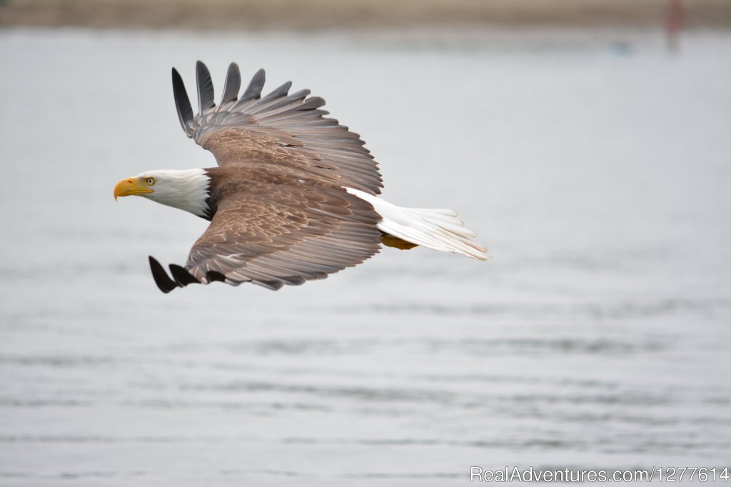 Bald Eagle Flying | Wild Whales Vancouver | Image #5/9 | 