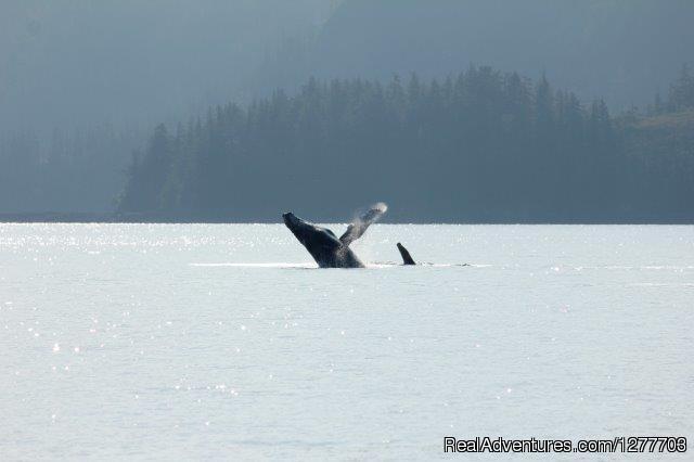 Prince William Sound Eco-Charters Photo