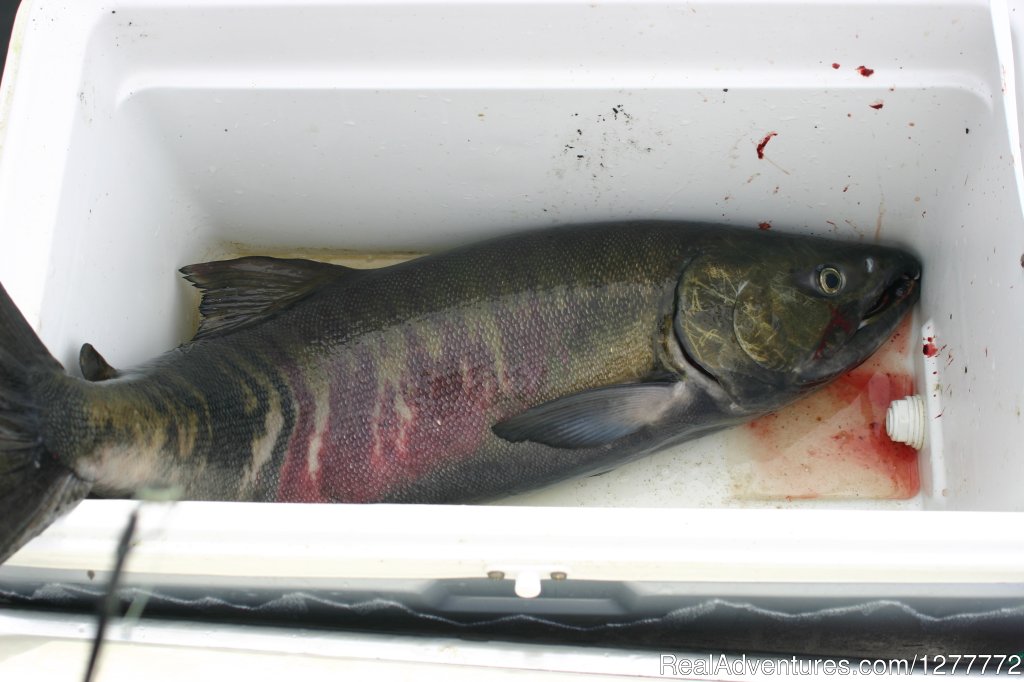 Fish in the cooler! | Ketchikan Charter Boats | Image #4/6 | 