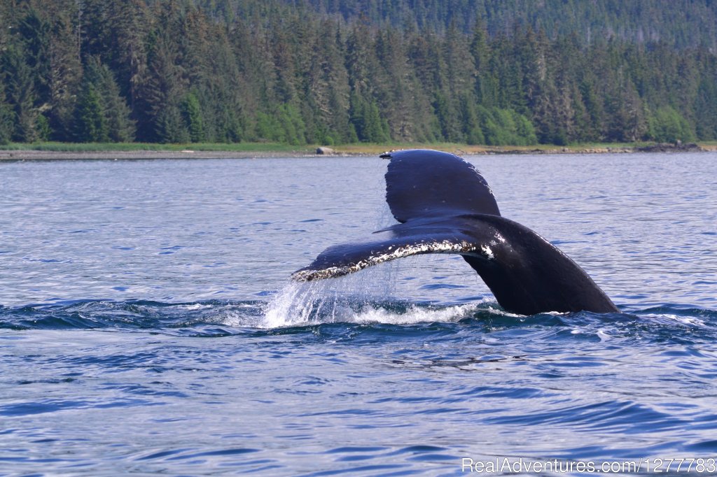 Humpback whale | Alaska Passages Adventures | Petersburg, Alaska  | Whale Watching | Image #1/4 | 