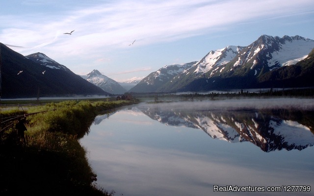 Glaciers/Wildlife and Anchorage views in one day Photo