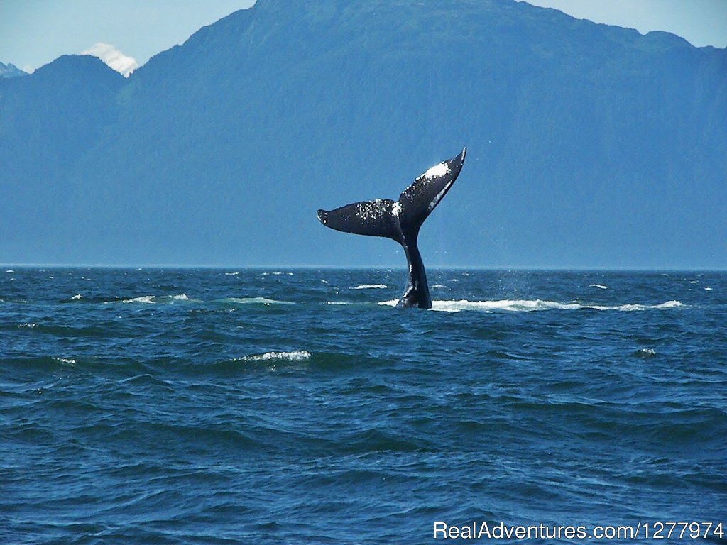 Guaranteed Whale Watching Adventure | Image #3/8 | 