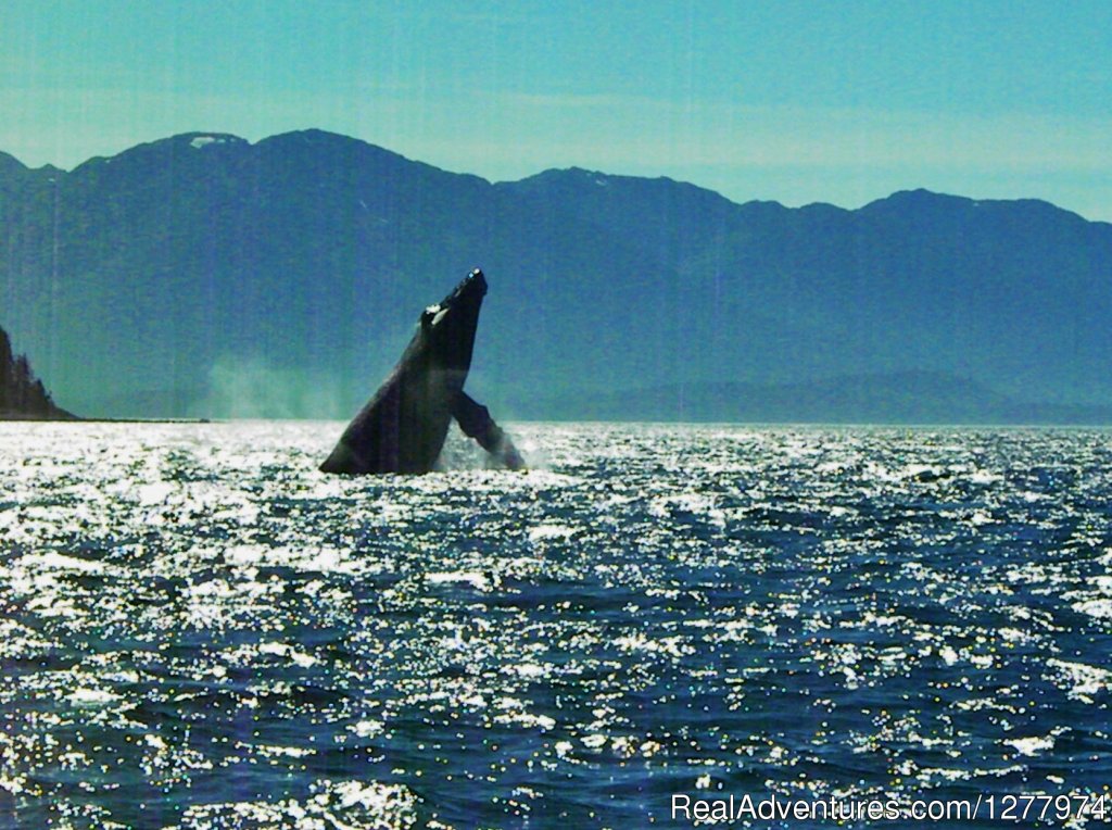 Guaranteed Whale Watching Adventure | Image #6/8 | 