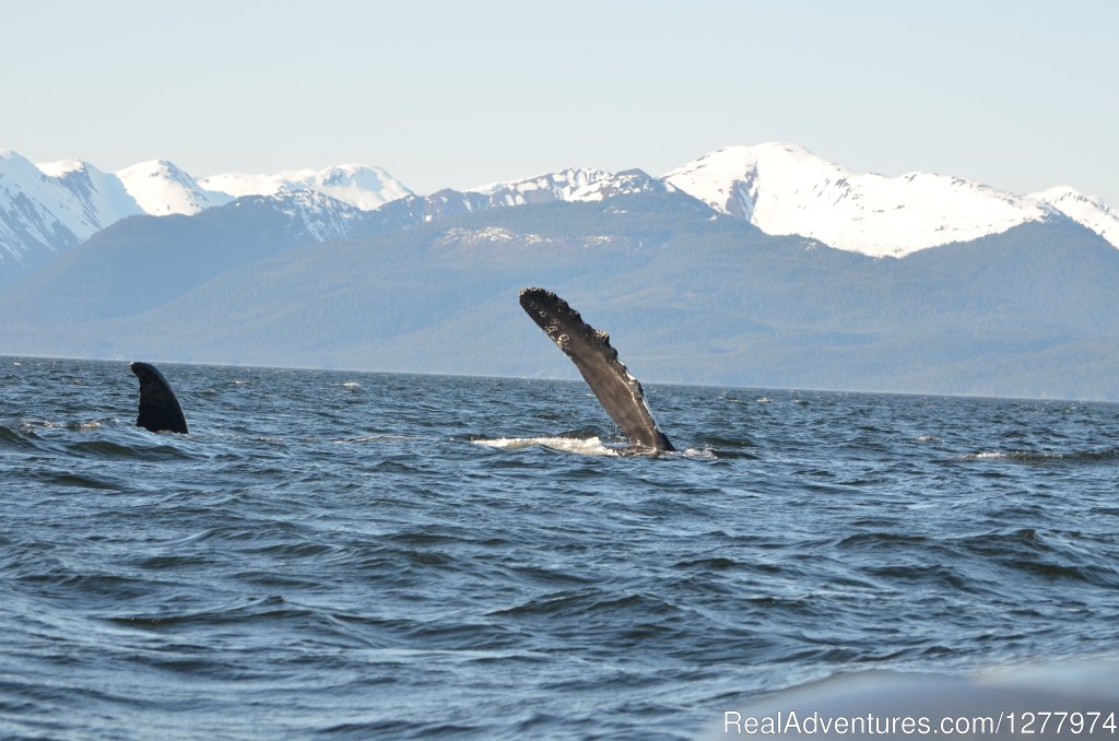 Guaranteed Whale Watching Adventure | Image #7/8 | 
