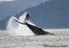 Guaranteed Whale Watching Adventure | Hoonah, Alaska