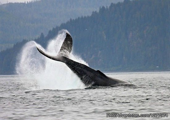 Guaranteed Whale Watching Adventure | Hoonah, Alaska  | Whale Watching | Image #1/8 | 