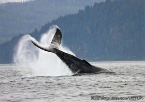 Guaranteed Whale Watching Adventure | Hoonah, Alaska | Whale Watching