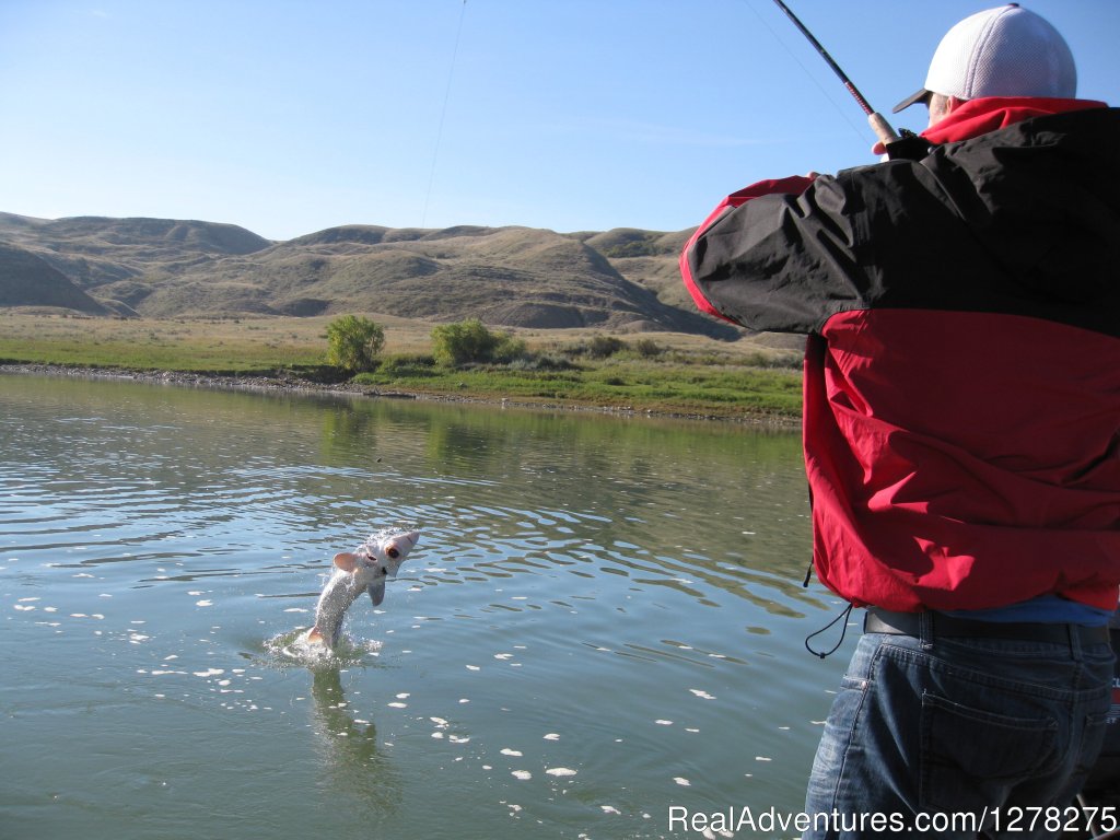 Sturgeon Come Clear Out Of The Water | Alberta Sturgeon Fishing Trips | Image #3/5 | 