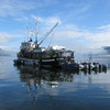 'Follow the Fish' Westwind Tugboat Adventures