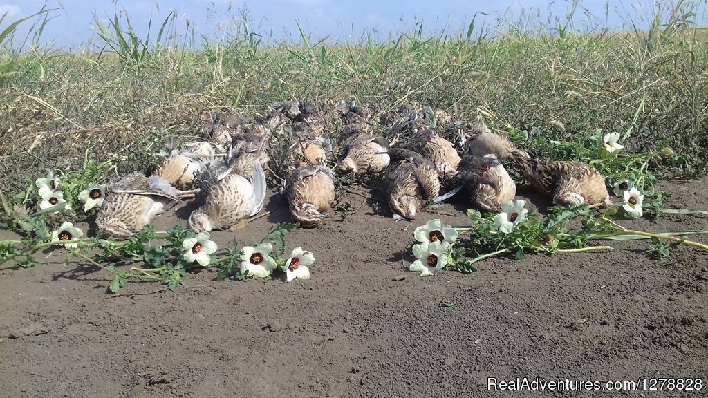 Quail hunting | Big and small game hunting in Romania | Ghimbav, Romania | Hunting Trips | Image #1/26 | 