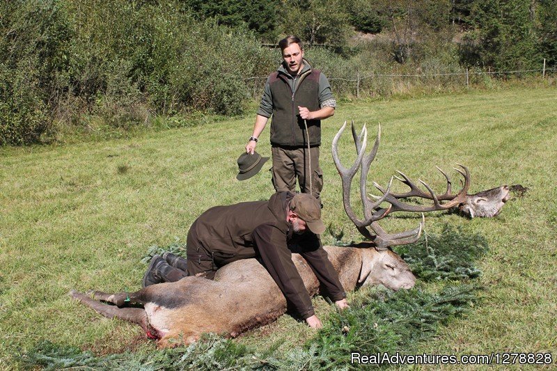 Red deer hunting in Romania | Big and small game hunting in Romania | Image #7/26 | 