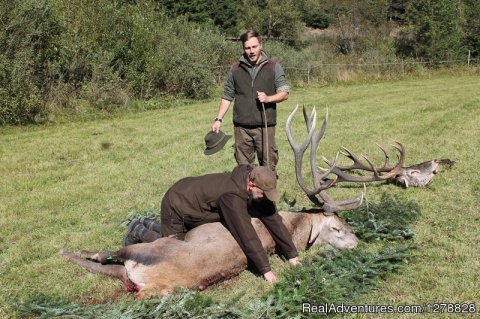 Red deer hunting in Romania