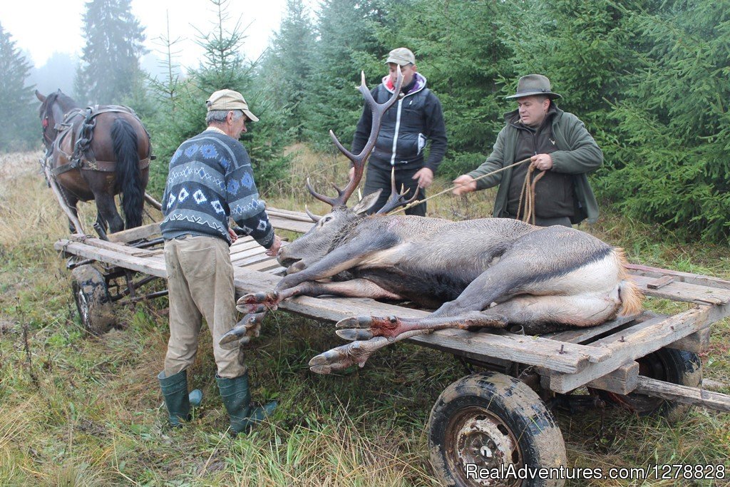 Red deer hunting in Romania | Big and small game hunting in Romania | Image #9/26 | 