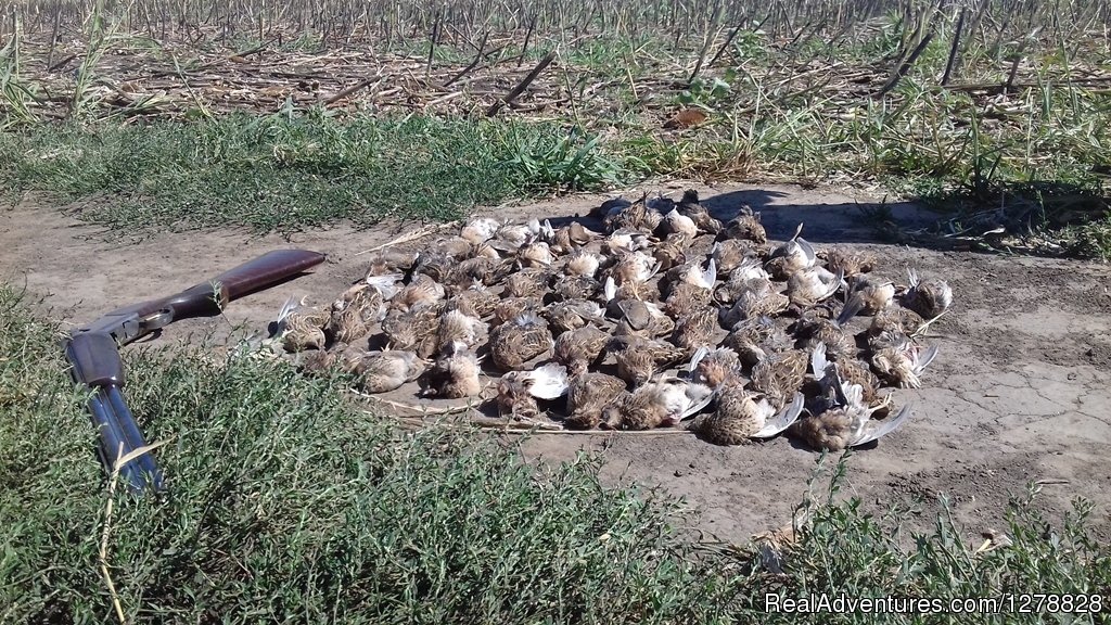Quail and dove hunting | Big and small game hunting in Romania | Image #16/26 | 
