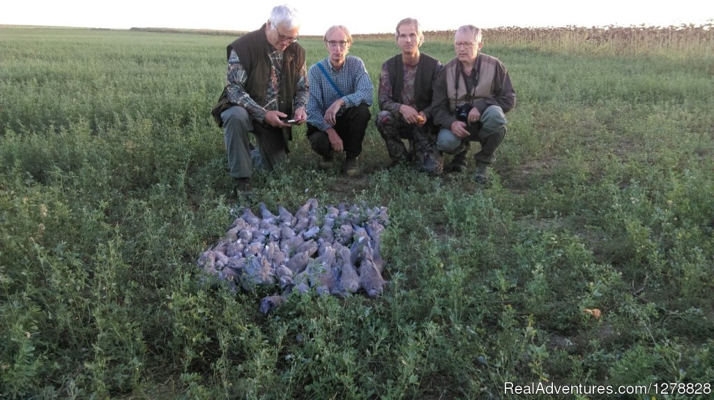 Quail and dove hunting | Big and small game hunting in Romania | Image #19/26 | 