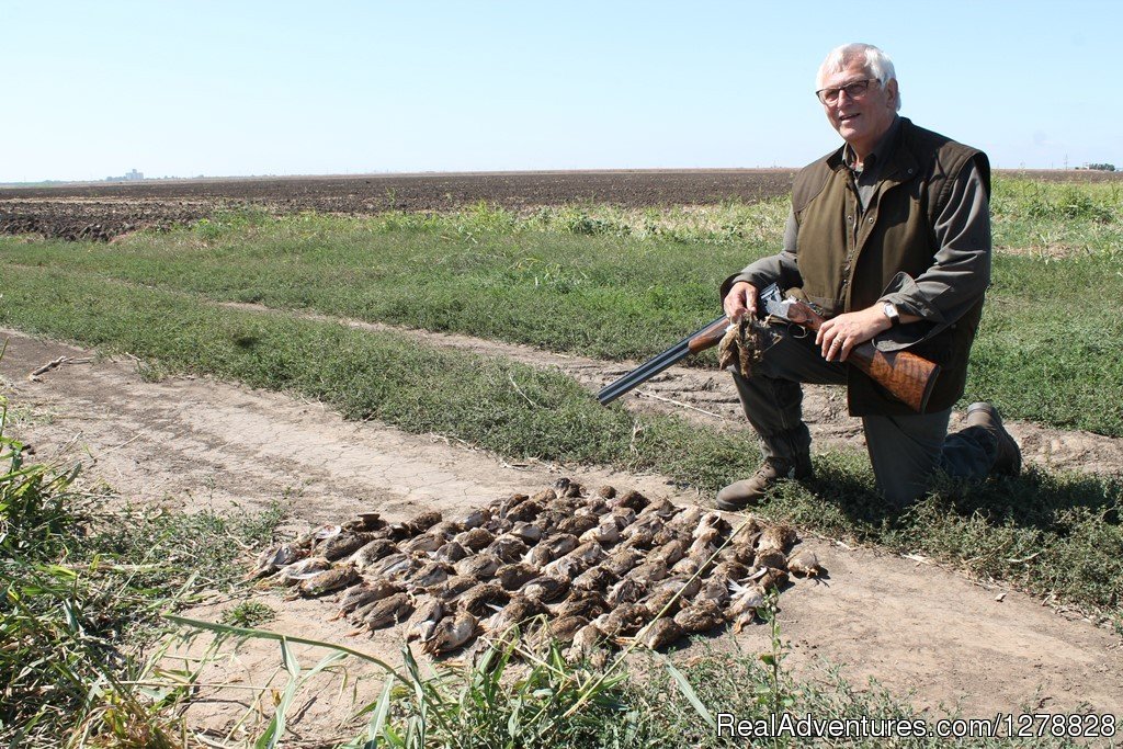 Quail and dove hunting | Big and small game hunting in Romania | Image #21/26 | 