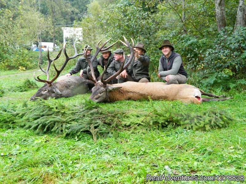 Red deer hunting in Romania | Big and small game hunting in Romania | Image #22/26 | 