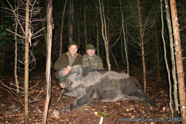 Wild boar high-seat hunting | Big and small game hunting in Romania | Image #23/26 | 