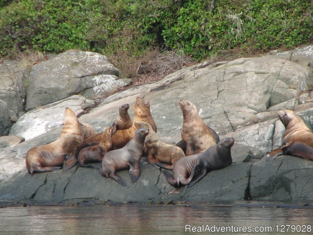 Sea-lions. | The Paddlers Inn | Image #4/8 | 