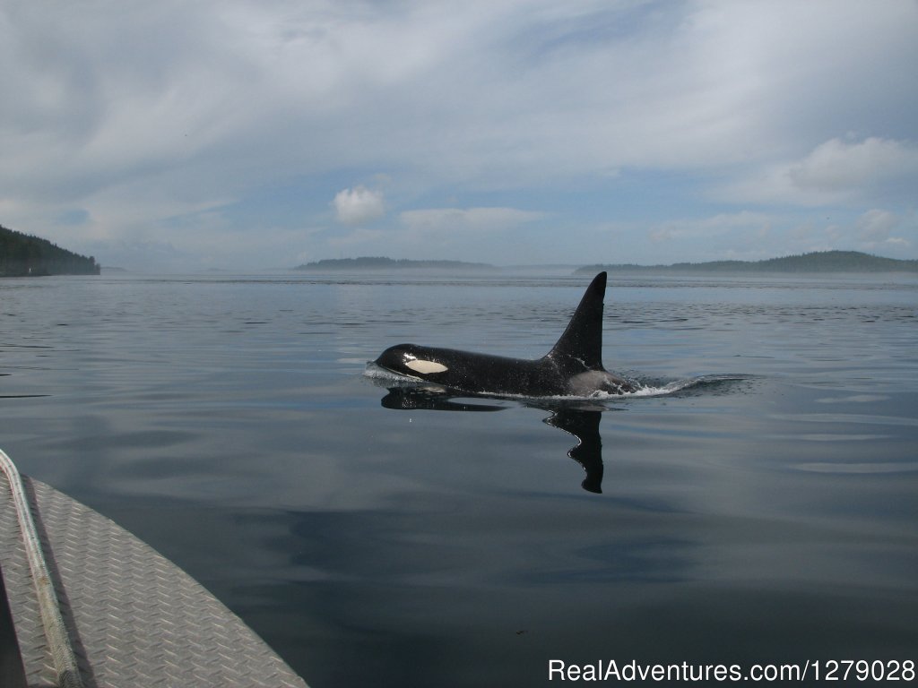 Orca. | The Paddlers Inn | Image #6/8 | 
