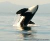 Sidney Whale Watching Ltd. | Sidney, British Columbia