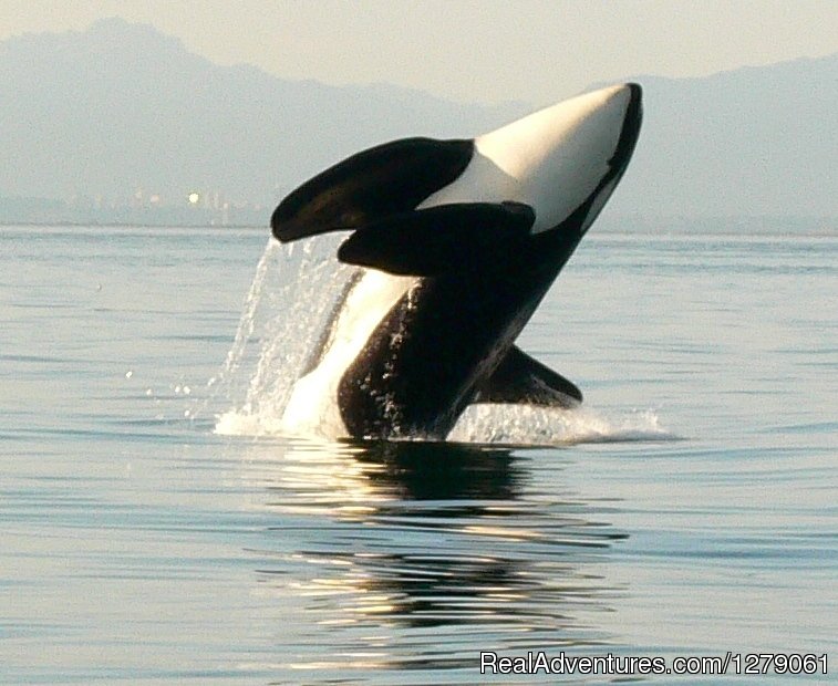Sidney Whale Watching Ltd. | Sidney, British Columbia  | Kayaking & Canoeing | Image #1/3 | 