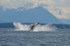 Campbell River Whale Watching & Adventure Tours | Campbell River, British Columbia