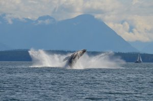Campbell River Whale Watching & Adventure Tours | Campbell River, British Columbia | Whale Watching