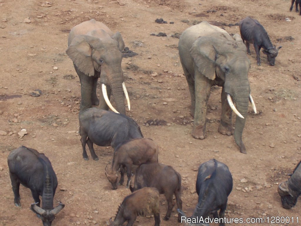 Salt Lick | African Safaris (Kenya & Tanzania) | Mombasa, Kenya | Wildlife & Safari Tours | Image #1/10 | 