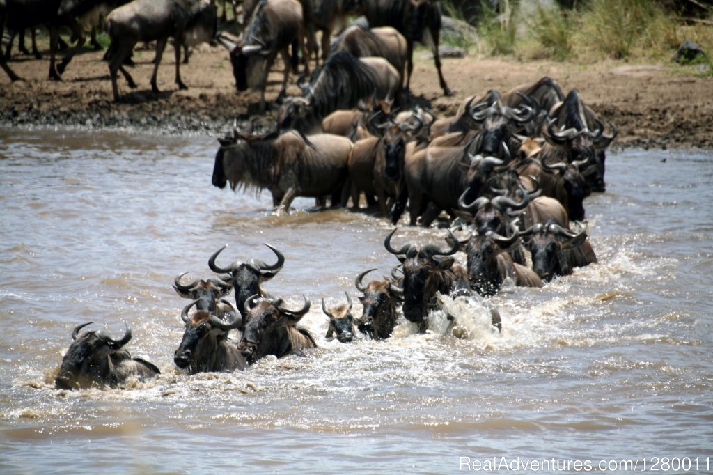 African Safaris (Kenya & Tanzania) | Image #2/10 | 