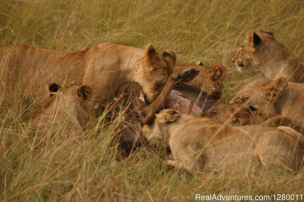 Lionesses | African Safaris (Kenya & Tanzania) | Image #4/10 | 