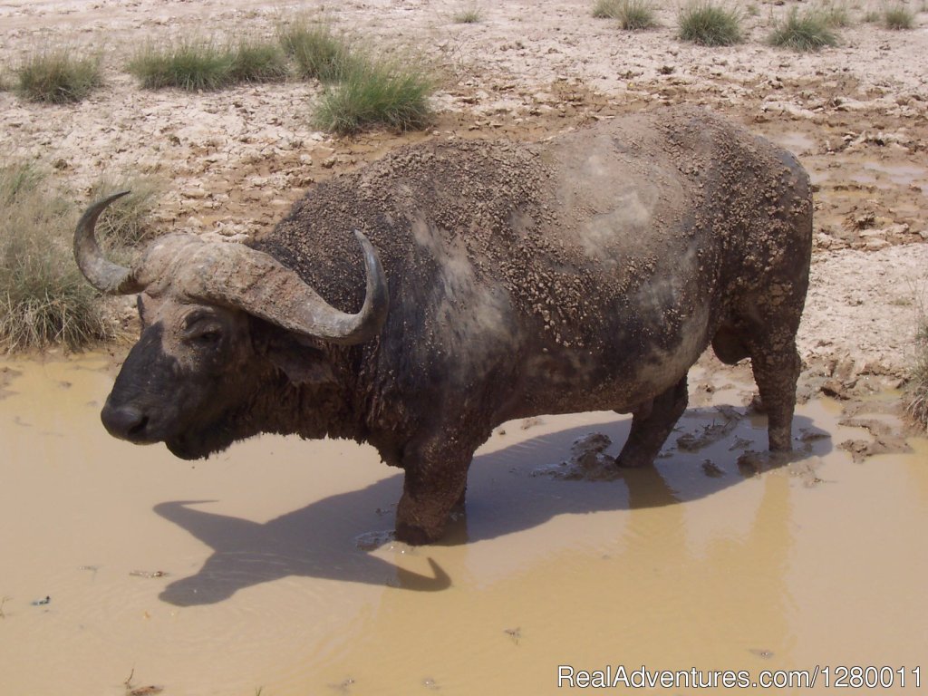 Buffalo | African Safaris (Kenya & Tanzania) | Image #5/10 | 