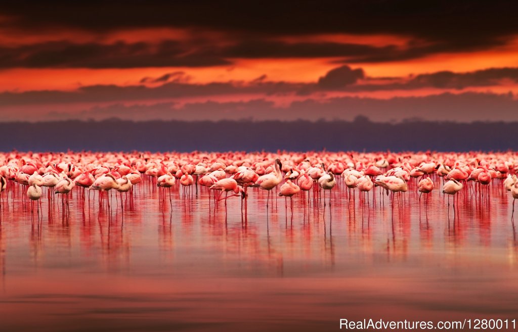 Flamingoes | African Safaris (Kenya & Tanzania) | Image #6/10 | 