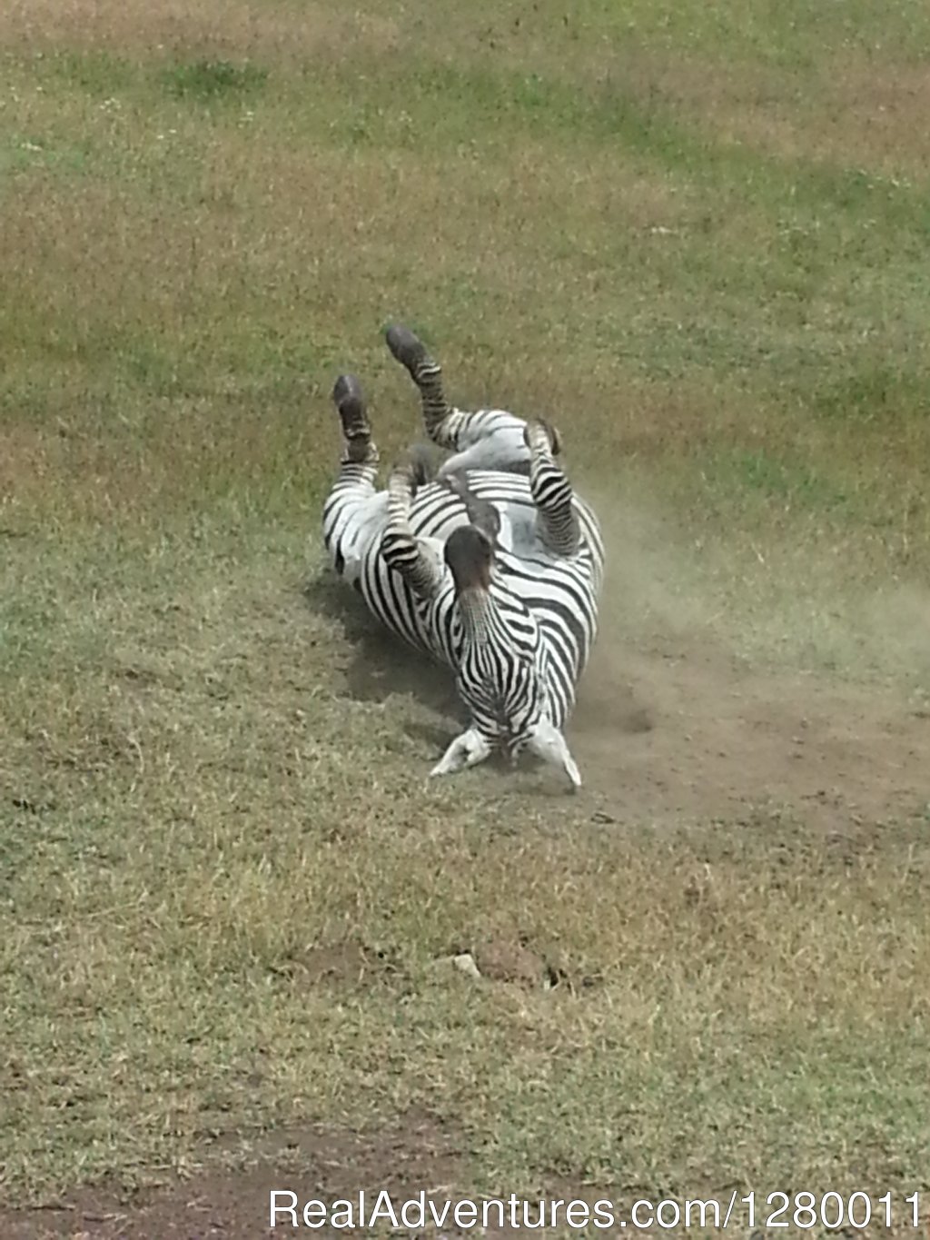 Zebra | African Safaris (Kenya & Tanzania) | Image #7/10 | 