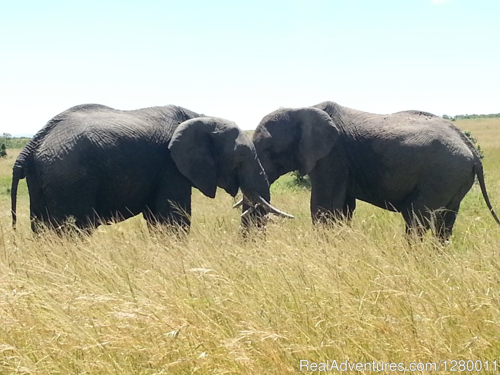 2 Elephants | African Safaris (Kenya & Tanzania) | Image #9/10 | 