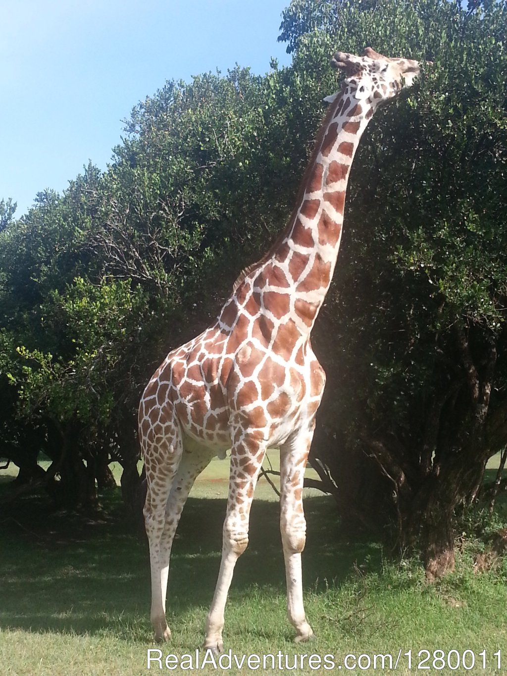 Giraffe | African Safaris (Kenya & Tanzania) | Image #10/10 | 