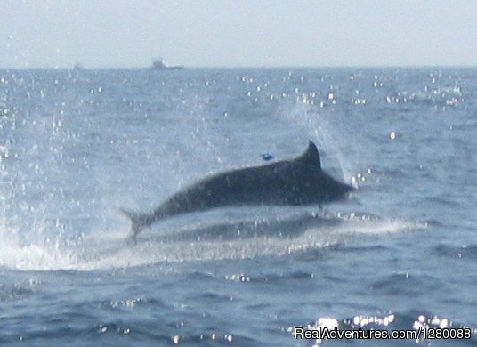 Blue Marlin | Wicked Tuna charters Gaint Bluefin Tuna | Image #3/6 | 