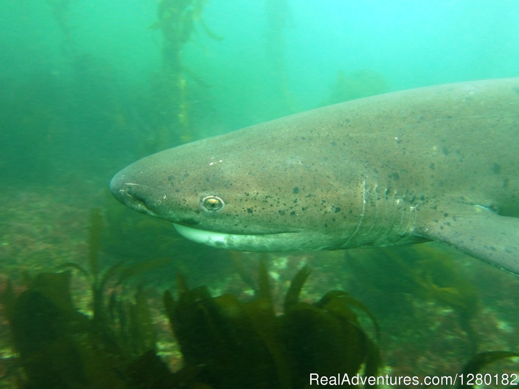Seven Gill shark | Scuba San Diego | Image #2/2 | 