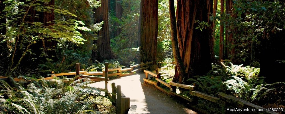 Muir Woods and Wine Country Tour | Incredible Adventures | Image #10/18 | 