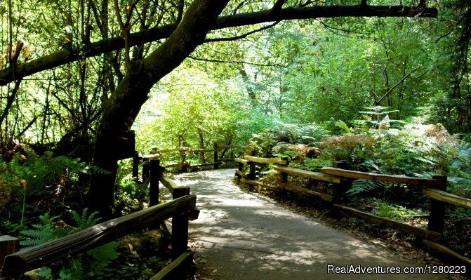 Muir Woods and Wine Country Tour | Incredible Adventures | Image #13/18 | 