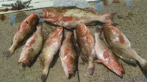 Florida Fishing Charters | Palmetto, Florida | Fishing Trips