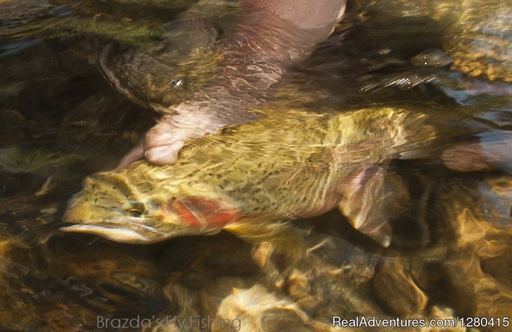 Brazda's Fly Fishing, scenic trout fishing trips. | Image #8/15 | 