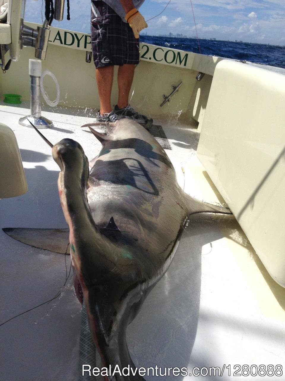 Hammer Head Shark | Lady Pamela 2 Sportfishing & Boat Rentals | Image #4/14 | 