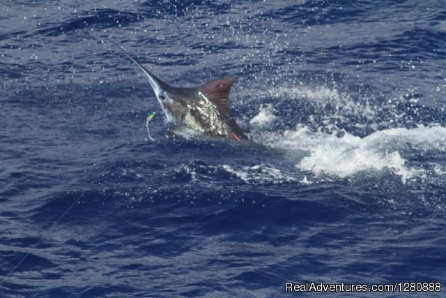 Blue Marlin Jumping Away From The Boat | Lady Pamela 2 Sportfishing & Boat Rentals | Image #8/14 | 