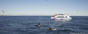 Harbor Breeze Cruises | Long Beach, California | Whale Watching