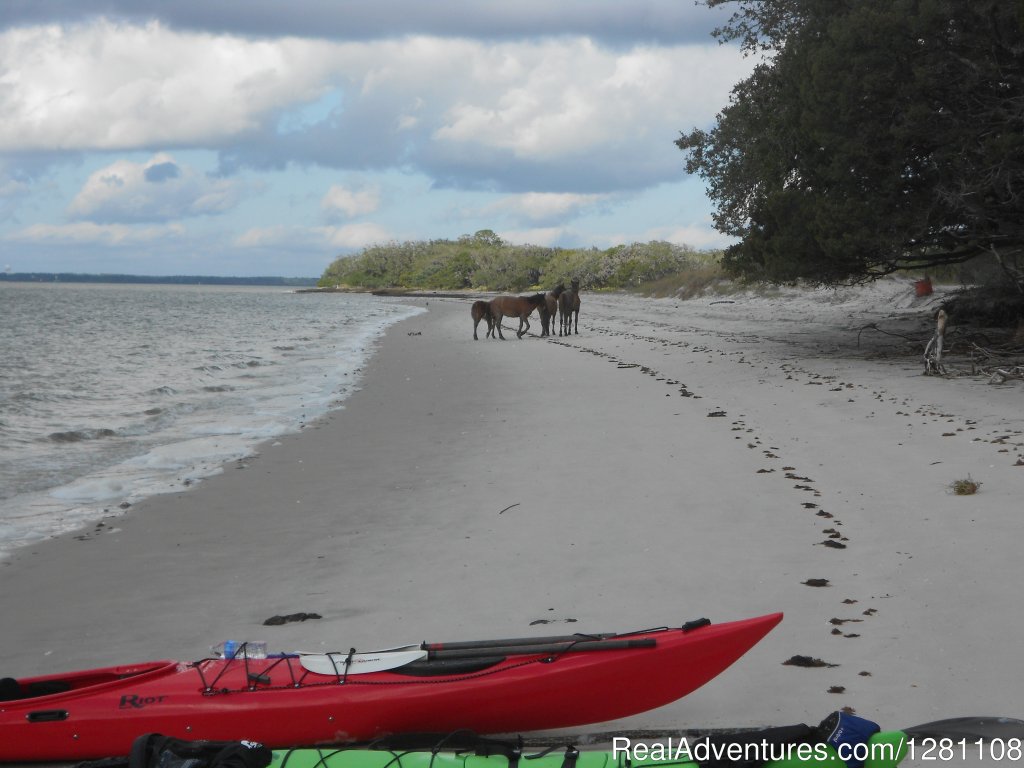 Horses on Cumberland Island | Guided Kayak Tours and Group Adventures | Image #4/11 | 