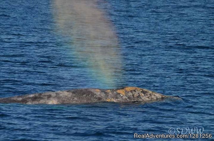 Gray whale | San Diego Whale Watch | San Diego, California  | Whale Watching | Image #1/7 | 